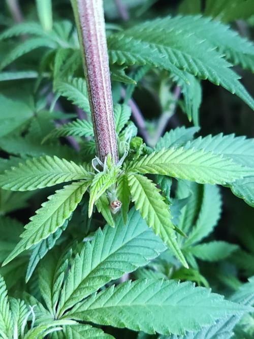 Big Bud. Week 12