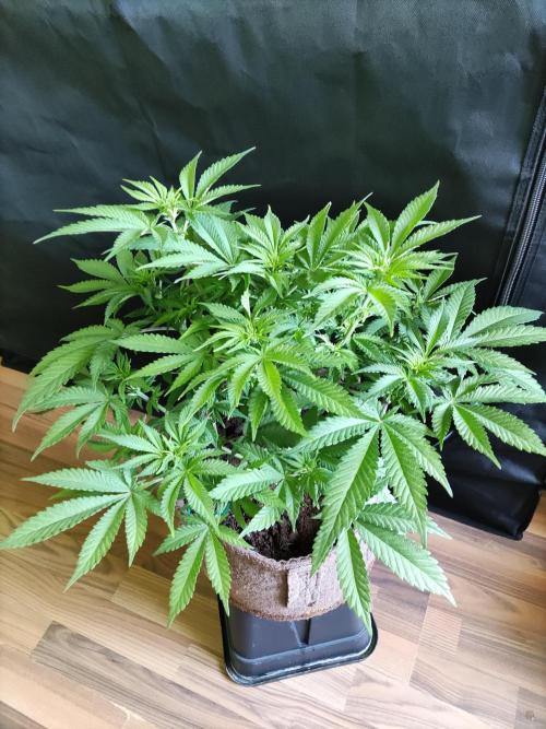 Unicorn Wagyu. Week 6