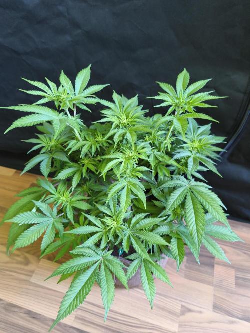 Unicorn Wagyu. Week 7