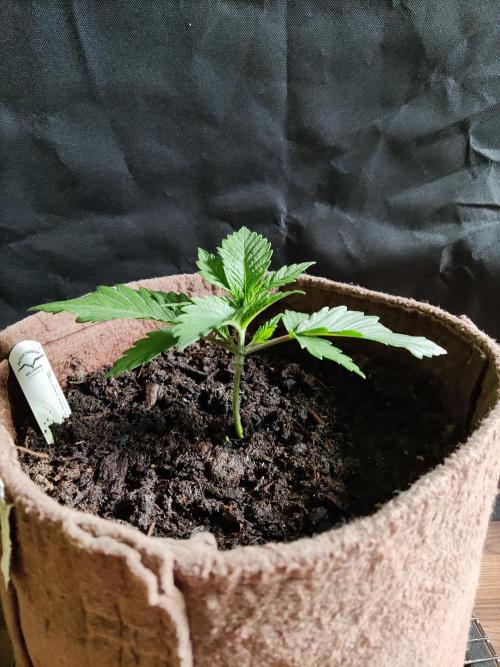 Power Plant. Week 2