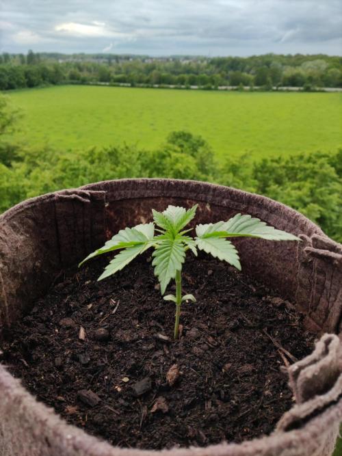 Auto Moon Rock ( In & Outdoor ). Week 2 - Tag 14