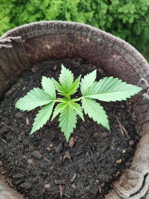 Auto Moon Rock ( In & Outdoor ). Week 2