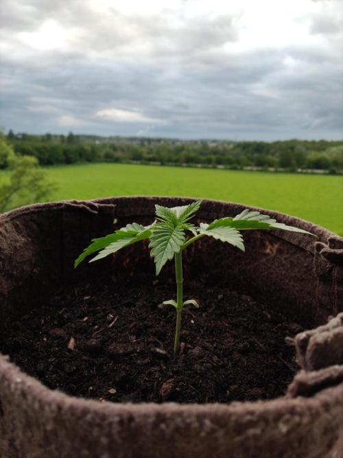 Auto Moon Rock ( In & Outdoor ). Week 2