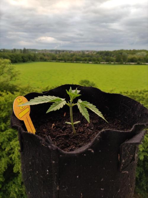 Creamzilla Auto ( In & Outdoor ). Week 2 - Tag 14