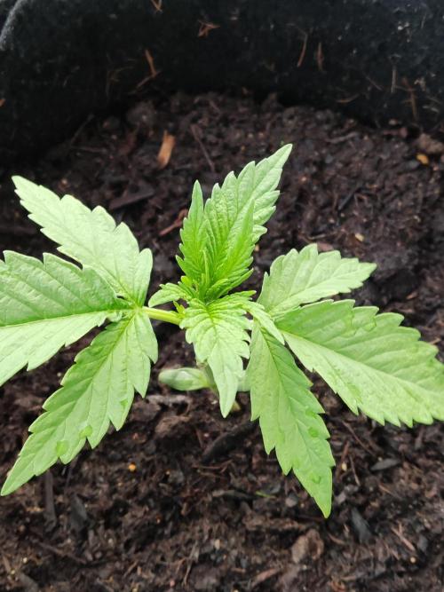 Creamzilla Auto ( In & Outdoor ). Week 2