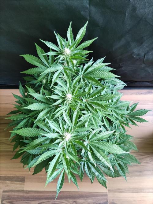 Unicorn Wagyu. Week 8