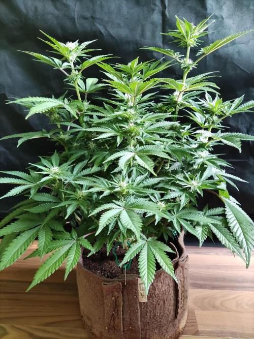 Unicorn Wagyu. Week 8