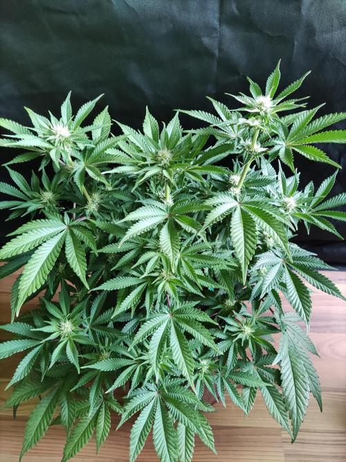 Unicorn Wagyu. Week 8