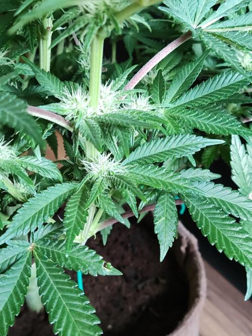 Unicorn Wagyu. Week 8