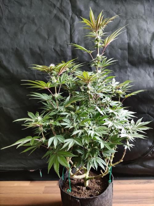 Big Bud. Week 13 - Blüte Tag 21