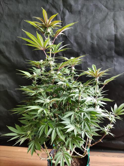 Big Bud. Week 13