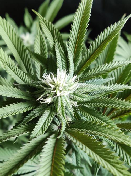 Big Bud. Week 13