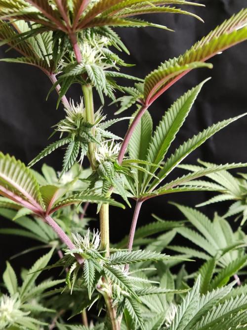 Big Bud. Week 13