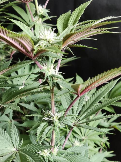 Big Bud. Week 13