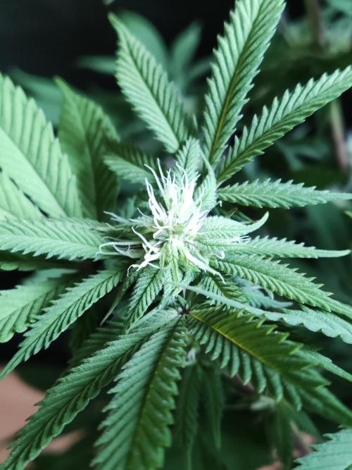 Big Bud. Week 13
