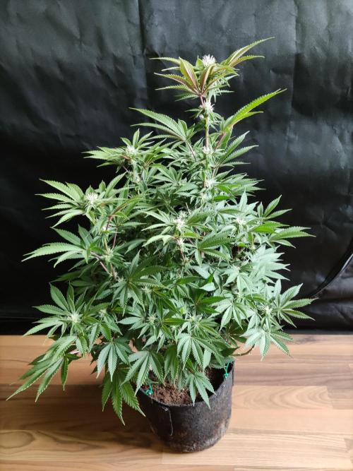 Big Bud. Week 13
