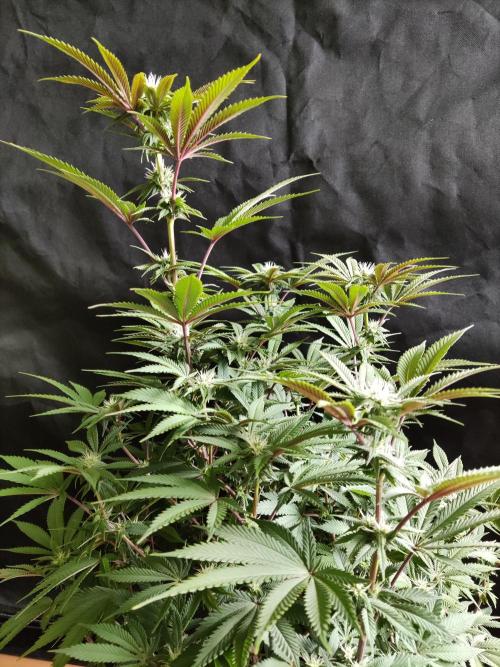 Big Bud. Week 13