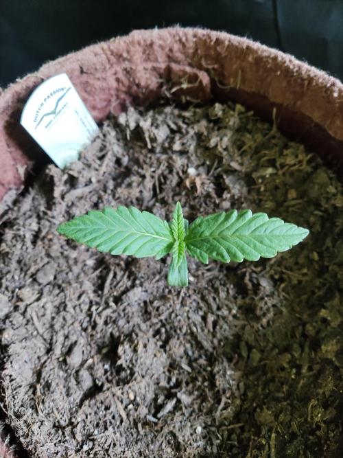 Auto Red Tropicana Cookies. Week 1 - Tag 7 