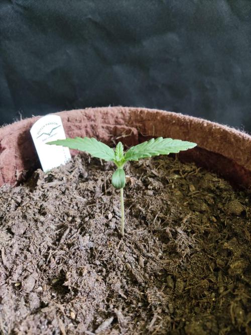 Auto Red Tropicana Cookies. Week 1