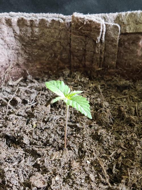 Auto Creeper. Week 1