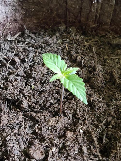 Auto Creeper. Week 1