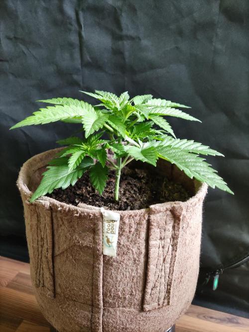 Power Plant. Week 3