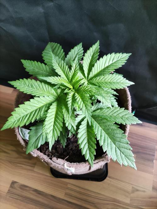 Power Plant. Week 3