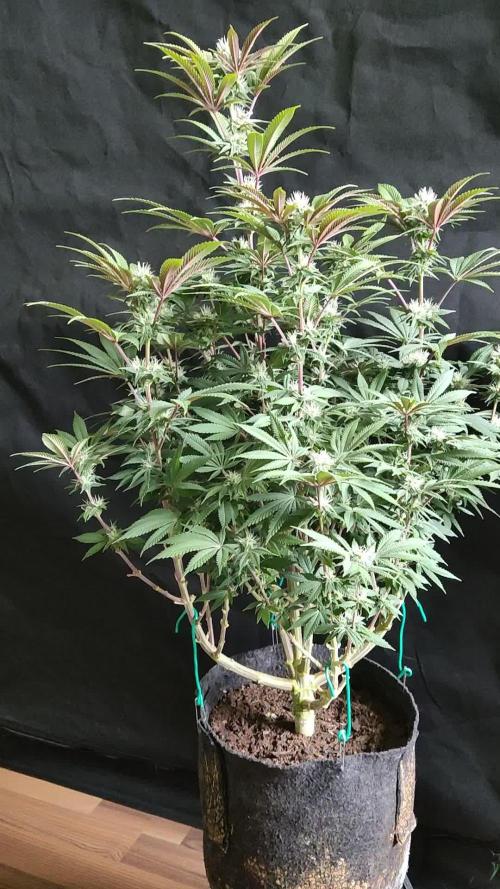 Big Bud