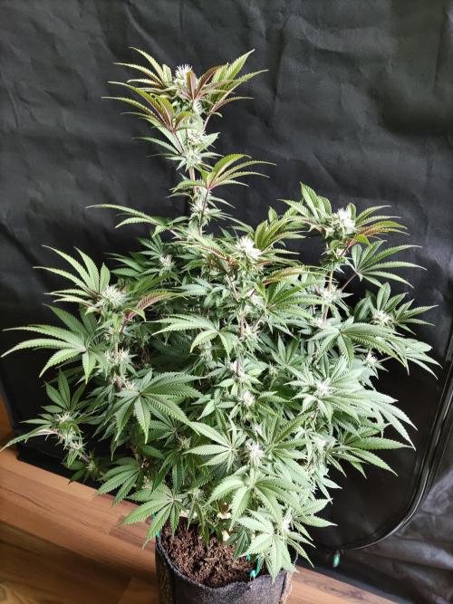 Big Bud. Week 14 - Blüte Tag 28