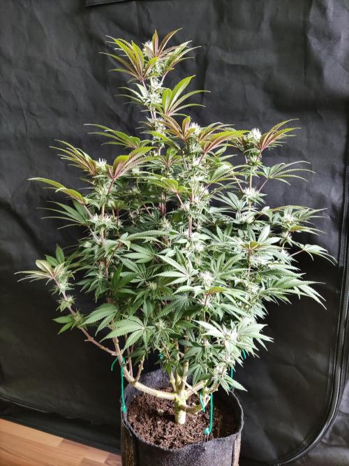Big Bud. Week 14