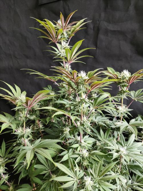 Big Bud. Week 14