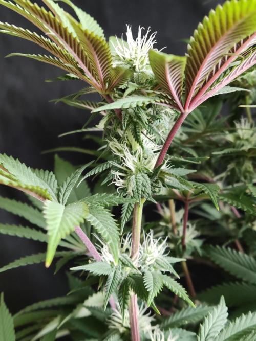 Big Bud. Week 14