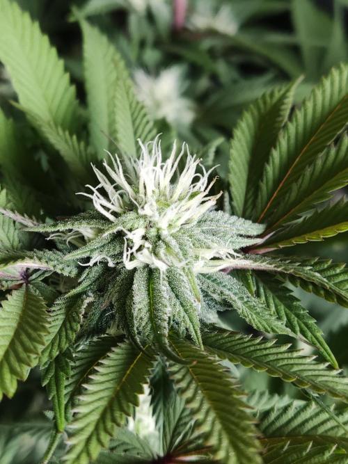 Big Bud. Week 14