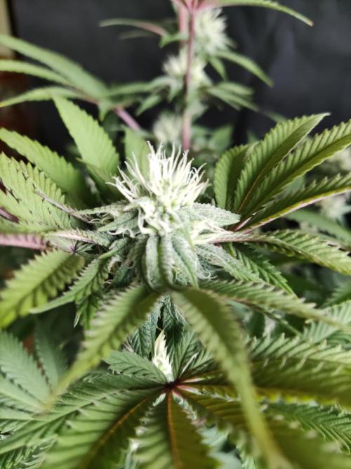 Big Bud. Week 14