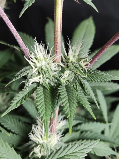 Big Bud. Week 14