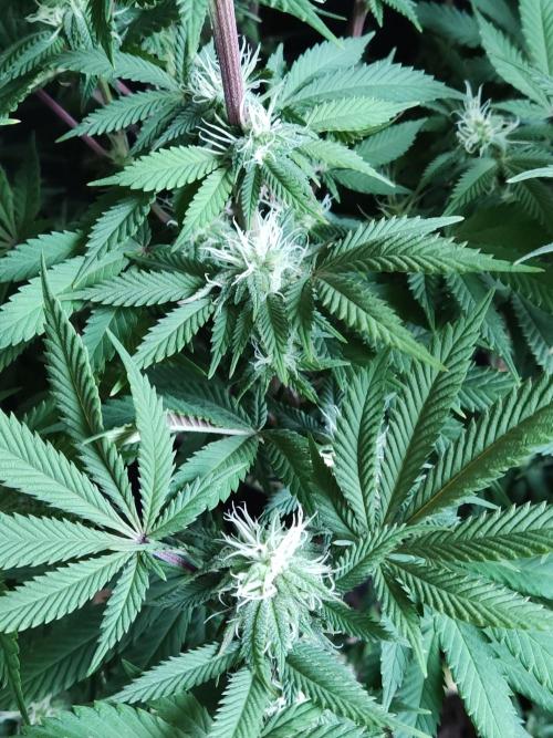 Big Bud. Week 14