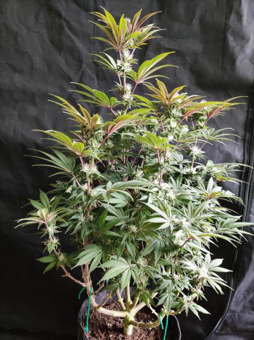 Big Bud. Week 14