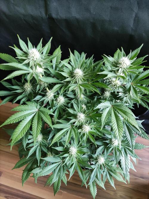 Unicorn Wagyu. Week 9