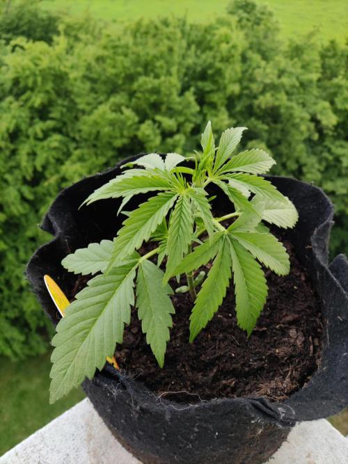 Creamzilla Auto ( In & Outdoor ). Week 3 - Tag 21