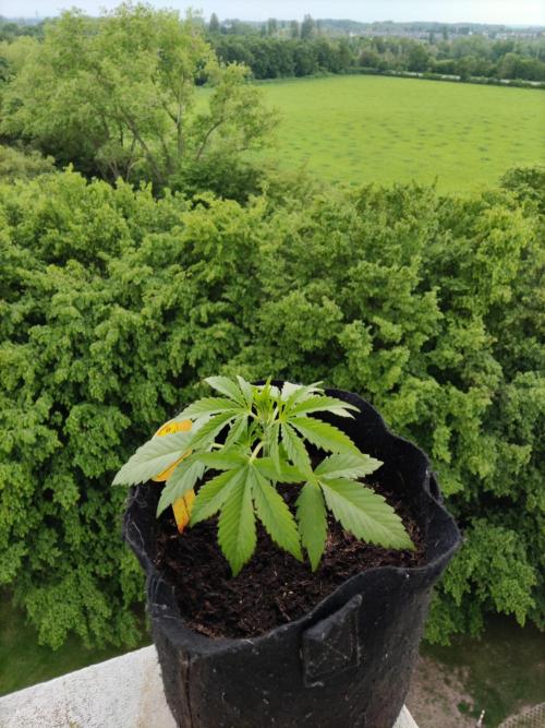 Creamzilla Auto ( In & Outdoor ). Week 3