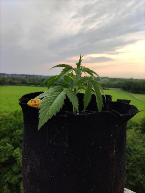 Creamzilla Auto ( In & Outdoor ). Week 3