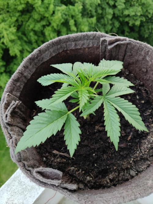 Auto Moon Rock ( In & Outdoor ). Week 3 - Tag 21 
