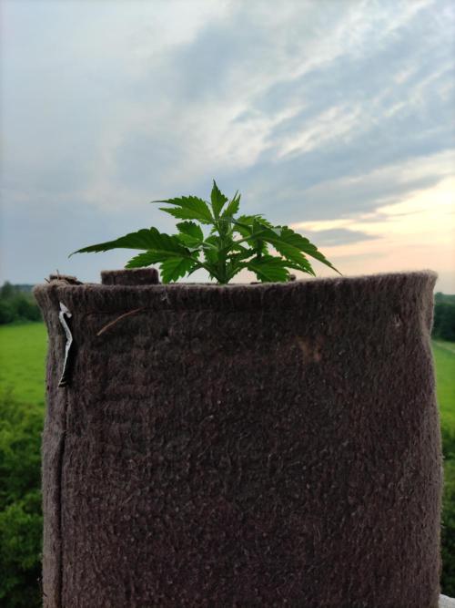 Auto Moon Rock ( In & Outdoor ). Week 3