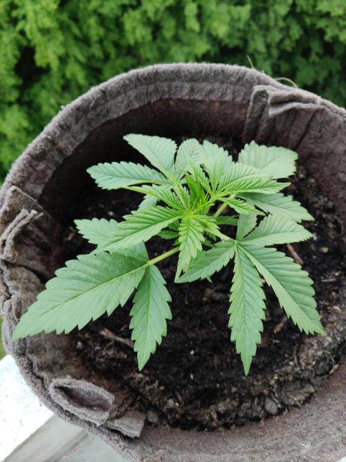 Auto Moon Rock ( In & Outdoor ). Week 3