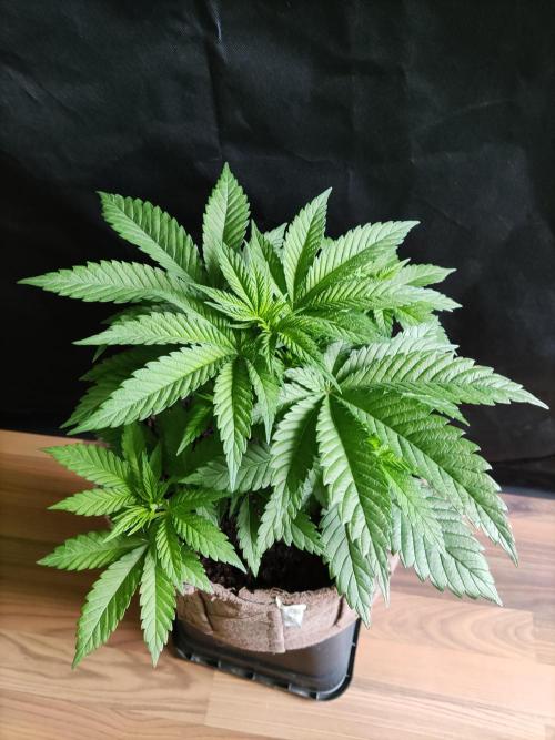 Power Plant. Week 4