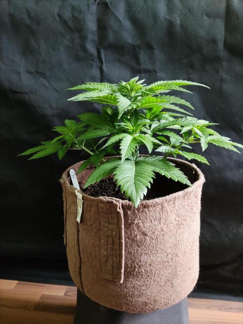 Power Plant. Week 4