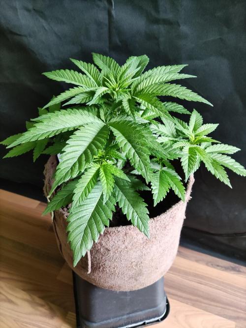 Power Plant. Week 4