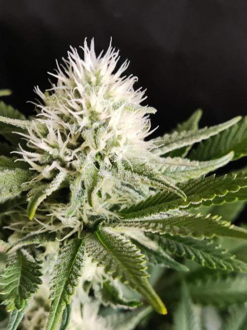 Unicorn Wagyu. Week 10