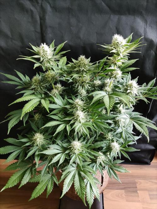 Unicorn Wagyu. Week 10
