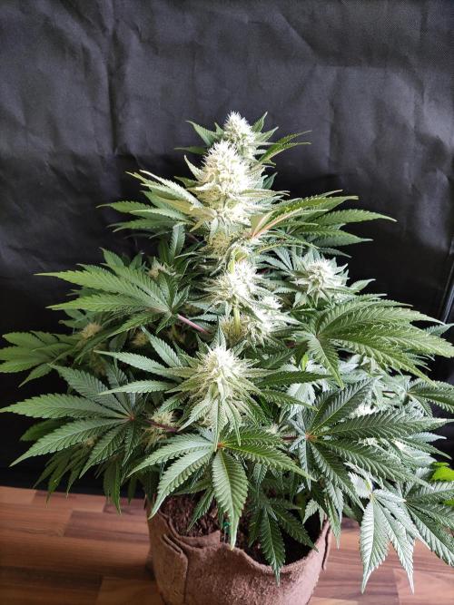 Unicorn Wagyu. Week 10